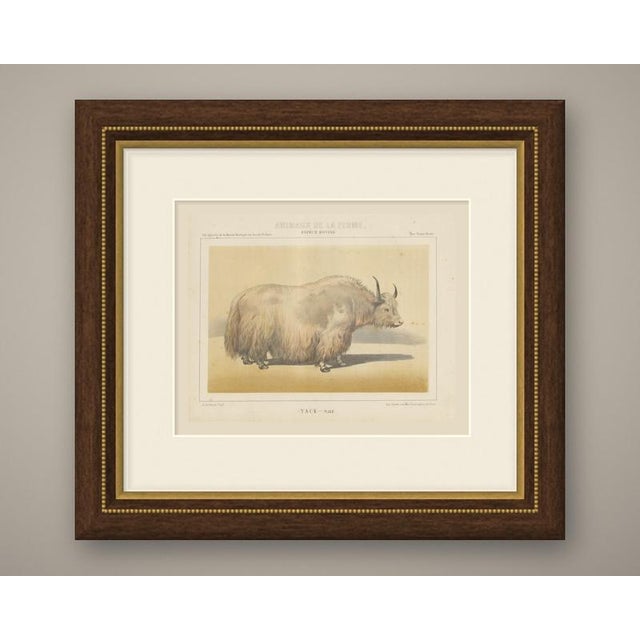This is an original antique chromolithograph, printed in color from several lithographic stones, from Victor Borie's...