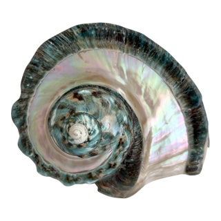 Rare Turbo Marmoratus Shell For Sale