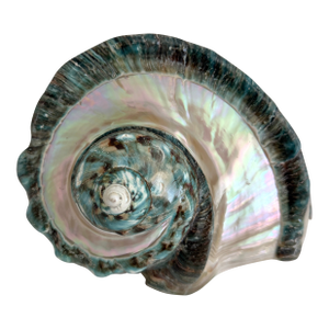 Rare Turbo Marmoratus Shell