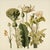 This fine art print reproduces a beautifully detailed 19th-century botanical illustration depicting an elegant arrangement...