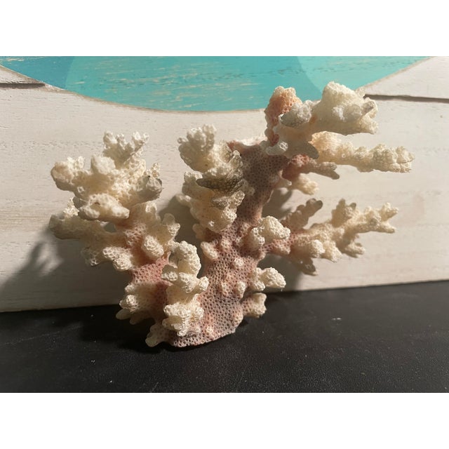 5” Natural Stony Coral Specimen From the Scleractinia Order For Sale - Image 6 of 9