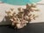 5” Natural Stony Coral Specimen From the Scleractinia Order For Sale - Image 6 of 9