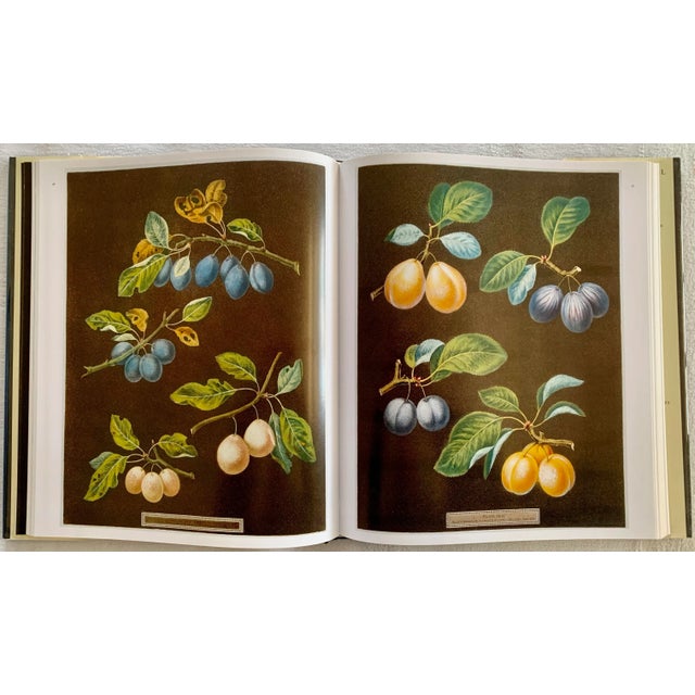 Pomona Britannica: The Complete Plates For Sale - Image 4 of 8