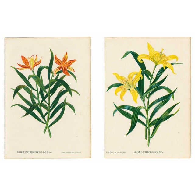 Pair Antique Botanical Lithographs, Lilium Partheneion & Coridion, 1856 : A vibrant and highly decorative pair of mid-19th...