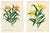 Pair Antique Botanical Lithographs, Lilium Partheneion & Coridion, 1856 : A vibrant and highly decorative pair of mid-19th...