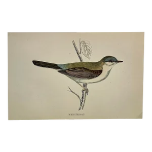 Antique Hand Tinted Bird Print From England Featuring a Whitethroat Warbler - Circa 1888