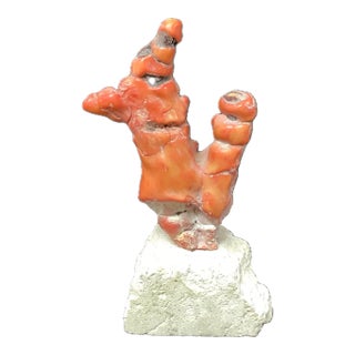 Large Red Coral Branch on Stand For Sale