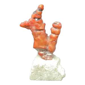 Large Red Coral Branch on Stand