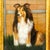 A vintage oil painting on board featuring a noble Rough Collie (Shetland Sheepdog) in a dignified seated pose. The artist...