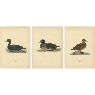 Scandinavian Bird Charts of Velvet Scoter Ducks, 1929, Prints, Set of 3 For Sale
