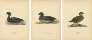 Scandinavian Bird Charts of Velvet Scoter Ducks, 1929, Prints, Set of 3