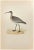 Whimbrel is a modern artwork realized in 1870 by the British artist Alexander Francis Lydon (1836-1917). Woodcut print on...
