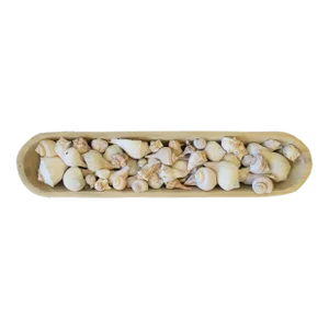 Seashells