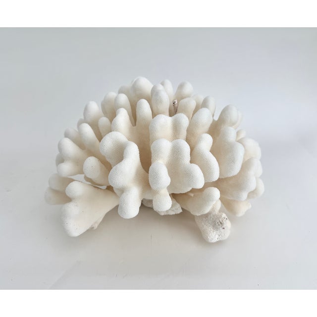 White Natural Pacific Elk Coral Coastal Home Decor For Sale - Image 8 of 8