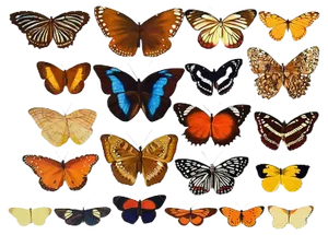 Bridget Orlando, Butterflies, Oil on Canvas