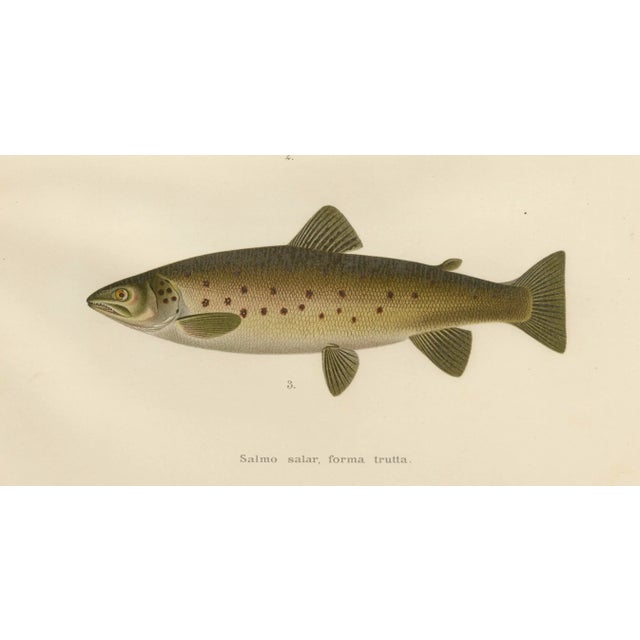 V. C. E. Björncrants, and W. V. Wright, Brown Trouts, 1895, Lithograph on Paper For Sale - Image 4 of 4