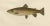 V. C. E. Björncrants, and W. V. Wright, Brown Trouts, 1895, Lithograph on Paper For Sale - Image 4 of 4