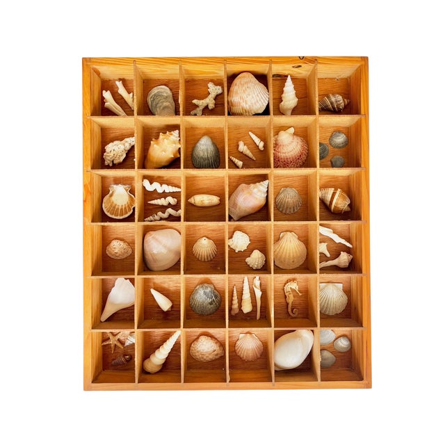 Pair Vintage Folk Art Shadow Boxes With Seashell Collection Coastal Boho Chic For Sale - Image 4 of 18