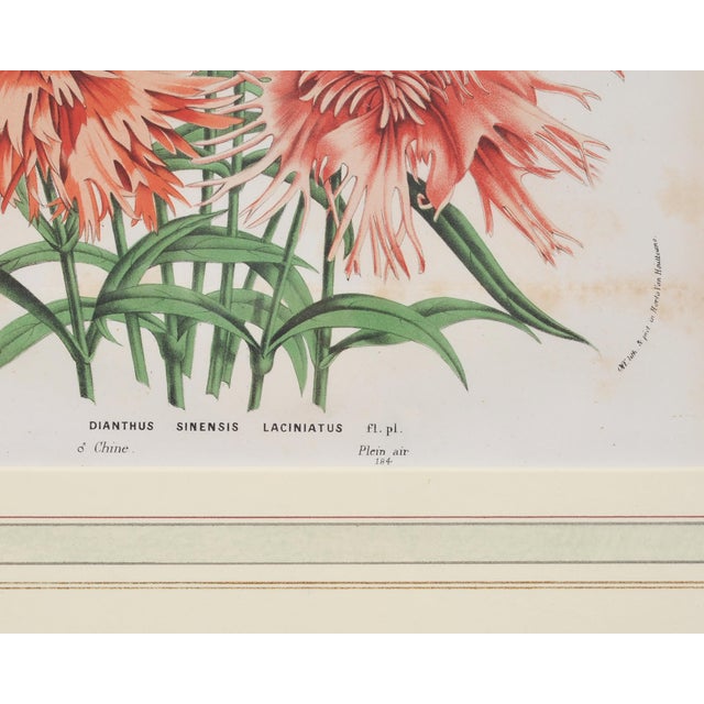 Set of Nine Botanical Lithograph Prints After Louis Van Houtte For Sale - Image 4 of 18