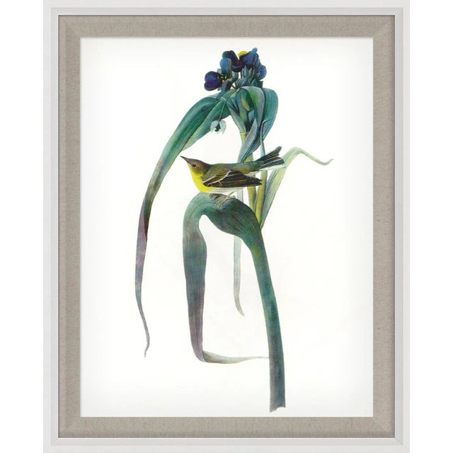 Audubon 3, Framed Artwork For Sale