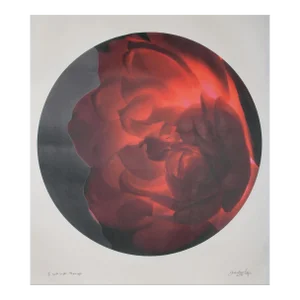 Red Flower Tondo, Jonathan Singer, Photography