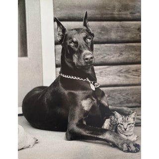 Vintage Black & White Photograph Doberman W/ Kitten C.1940s For Sale