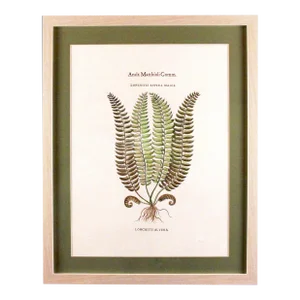 Original Vintage Botanical Fern Print with Maker's Stamp