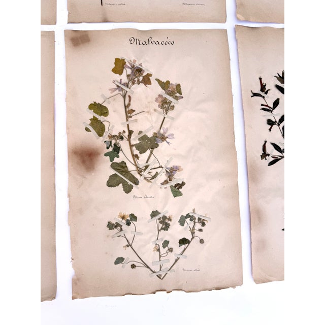 Oversized Antique French Herbarium Specimens – Set of 8 | Original 19th Century Pressed Botanical Collection From Paris For Sale - Image 9 of 17