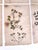 Oversized Antique French Herbarium Specimens – Set of 8 | Original 19th Century Pressed Botanical Collection From Paris For Sale - Image 9 of 17