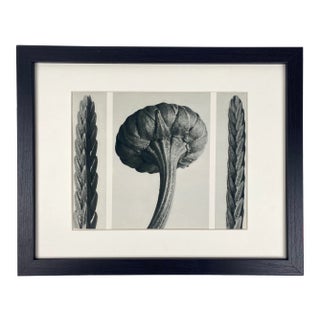 Framed Vintage Botanical Blossfeldt Print - No. 28 For Sale