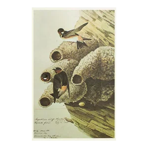 1966 Vintage Farmhouse Cottage Style Print "Cliff Swallow" After John James Audubon