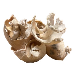 Signed Cheryl Fudge Organic Shell Sculpture — Coastal Modern Abstract, Nantucket For Sale