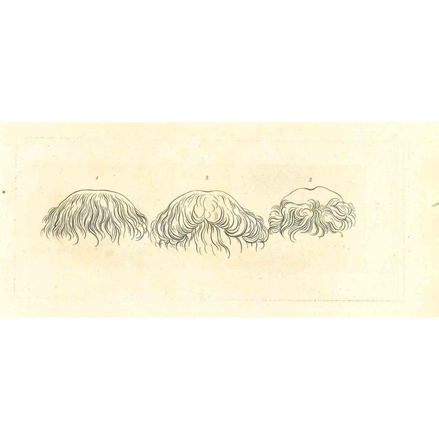 The Physiognomy - Hairstyles is an original etching artwork realized by Thomas Holloway for Johann Caspar Lavater's...