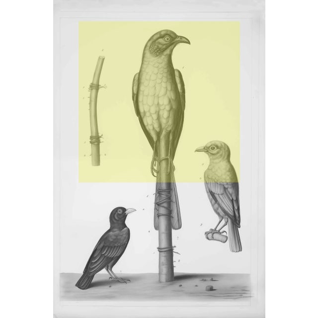 Wood Set of 6 - High End Framed Vintage Bird Watercolor Prints With Color Accents For Sale - Image 7 of 8