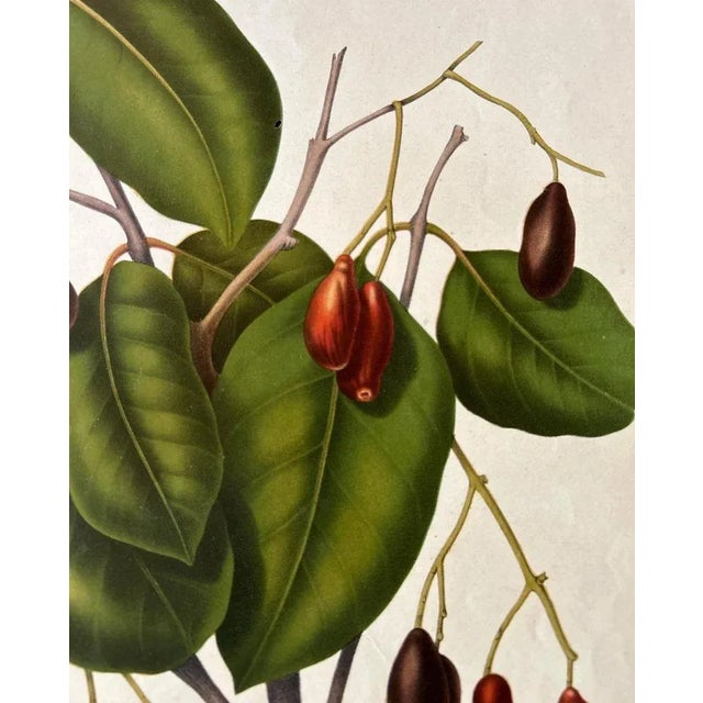 Hoola Van Nooten, Sizygium Jambolanum Java Plum, 1863, Lithograph For Sale - Image 3 of 10