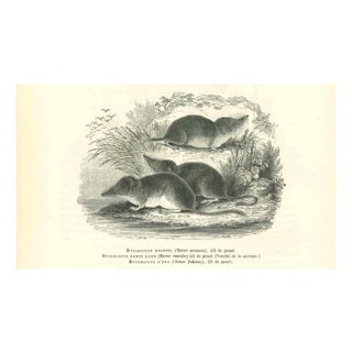 Paul Gervais, Musaraigne, 1854, Lithograph For Sale
