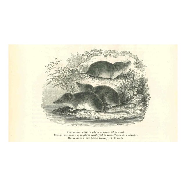 Paul Gervais, Musaraigne, 1854, Lithograph For Sale