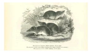 Paul Gervais, Musaraigne, 1854, Lithograph