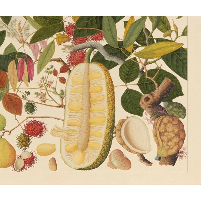 Golden Tropic Botanicals #1/22. Beautifully reproduced as giclée prints using archival inks on imported English cotton rag...