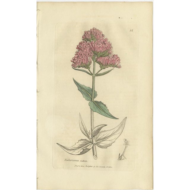 After James Sowerby, Botanical Illustrations of Duckweed and Valerian Species, 1830s, Engravings, Set of 8 For Sale - Image 6 of 10