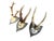 Cabin Late 19th Century Roe Deer Trophies Rd23 Black Forest Antlers- Set of 3 For Sale - Image 3 of 7
