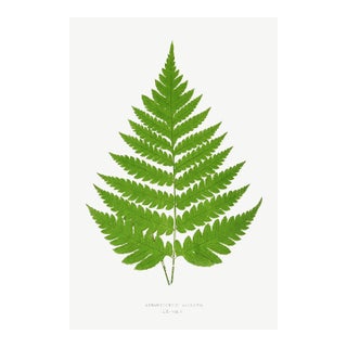 Fern Art Print – Vintage Green Botanical Illustration, 40" X 60" For Sale