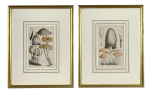 Mid 19th Century Hand Painted Mushroom Study Lithographs After Walter Fitch, Framed - a Pair