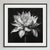 20" X 20" - 'Queen of the Night Flower' - Black and White Photography Print For Sale - Image 4 of 5