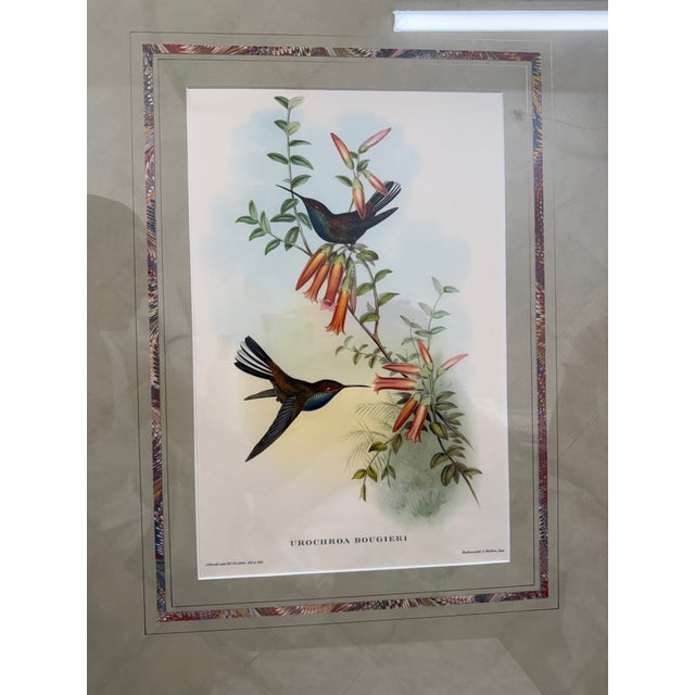 Mid 19th Century Original Circa 1850 John Gould “Urochroa Bougieri” Hand-Colored Hummingbird Lithograph For Sale - Image 5 of 8