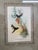 Mid 19th Century Original Circa 1850 John Gould “Urochroa Bougieri” Hand-Colored Hummingbird Lithograph For Sale - Image 5 of 8