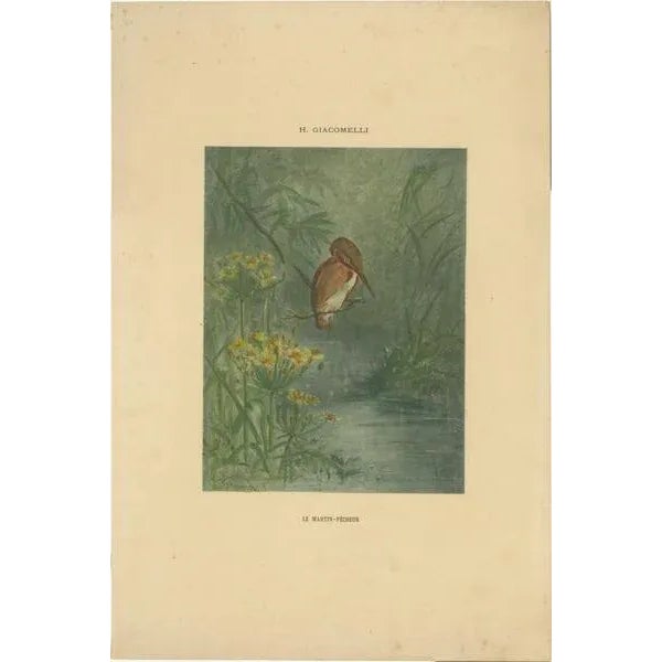 Kingfisher by the Water's Edge - Giacomelli’s Tranquil Nature Scene, Circa 1891 This serene print, titled "Le Martin-...
