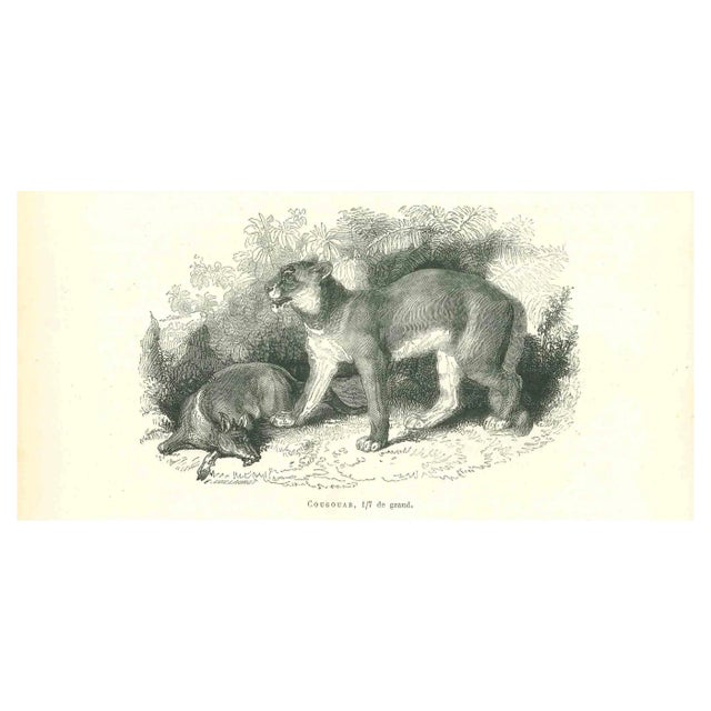 Paul Gervais, The Lion, Lithograph, 1854 For Sale