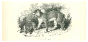 Paul Gervais, The Lion, Lithograph, 1854