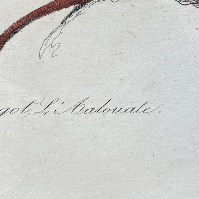 Paper French Antique 18th Century "L'Ouistite" Monkey Engraving Hand Colored Signed Artwork For Sale - Image 7 of 12